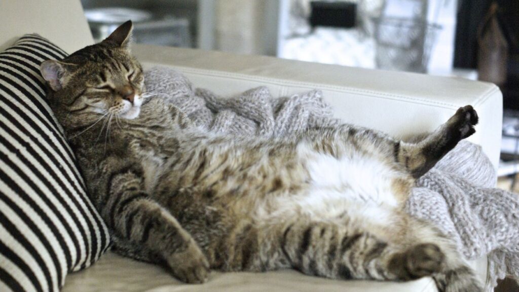 vieux chat